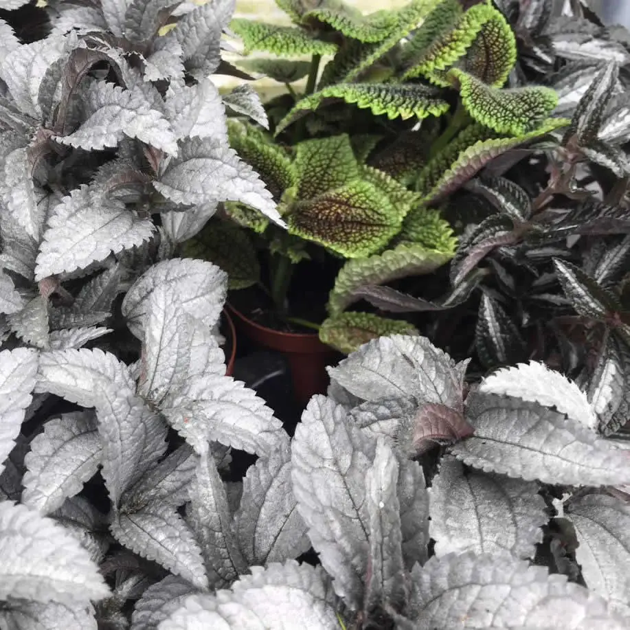 Pilea pinokkio - Image 2