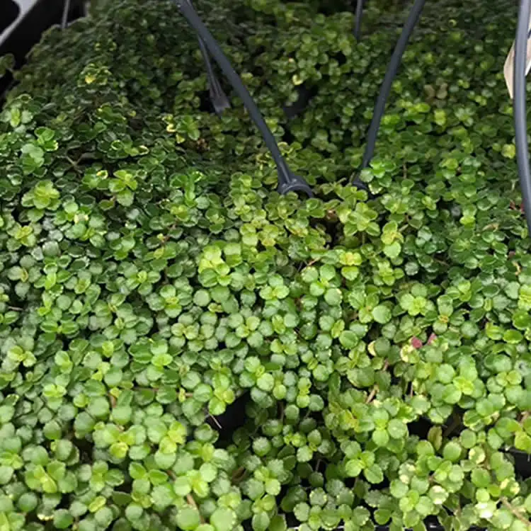Pilea pinokkio - Image 3