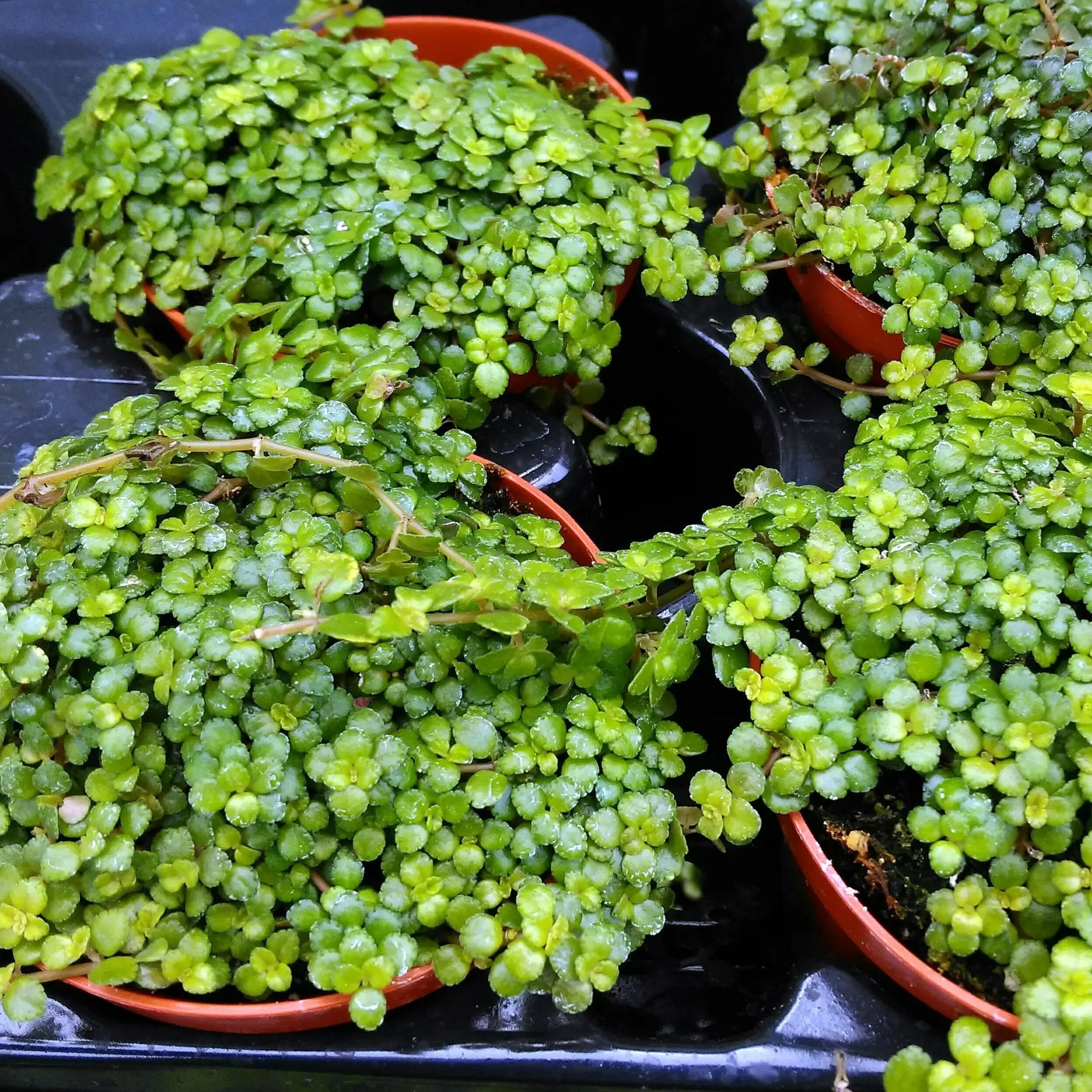 Pilea pinokkio - Image 4