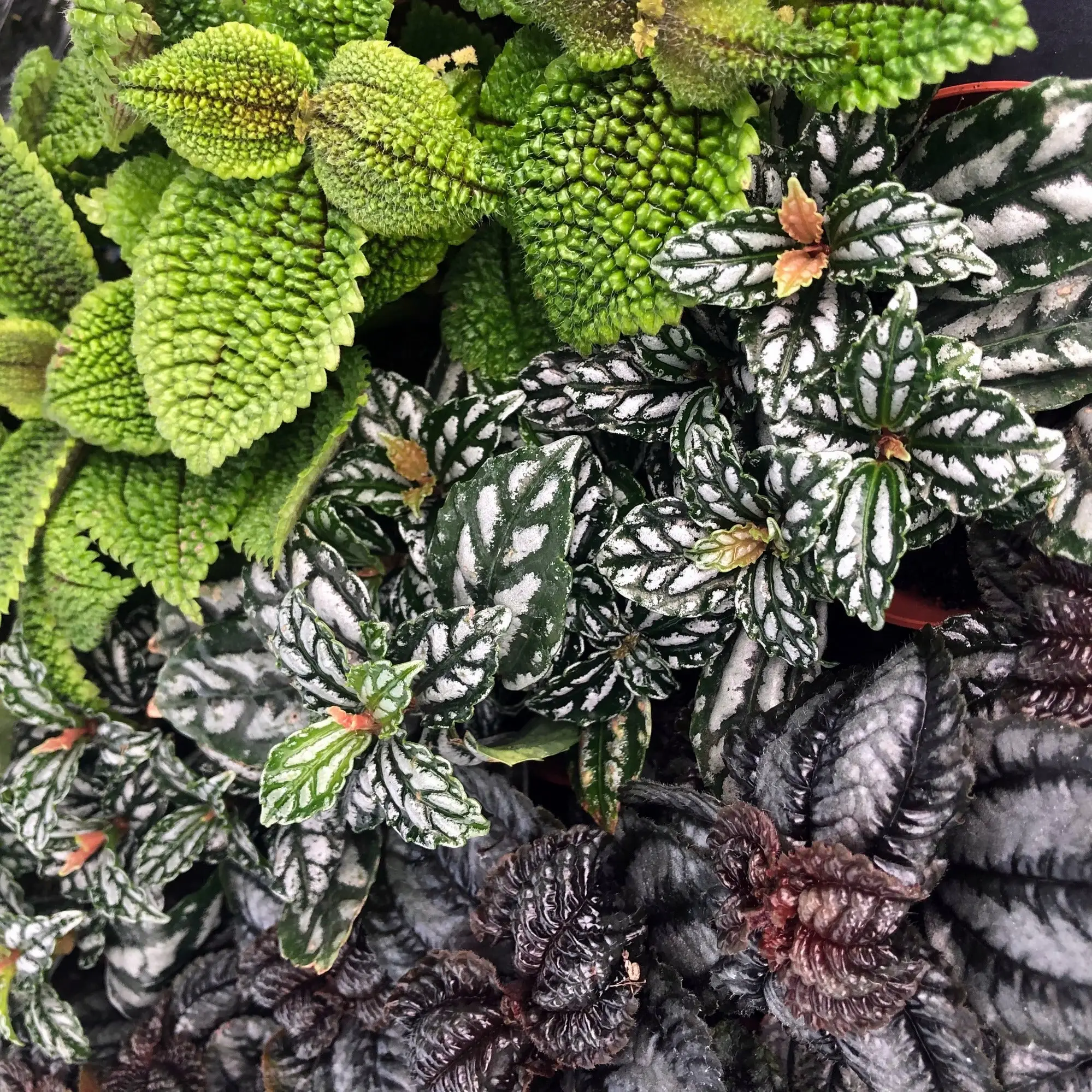 Pilea sp. - Image 2