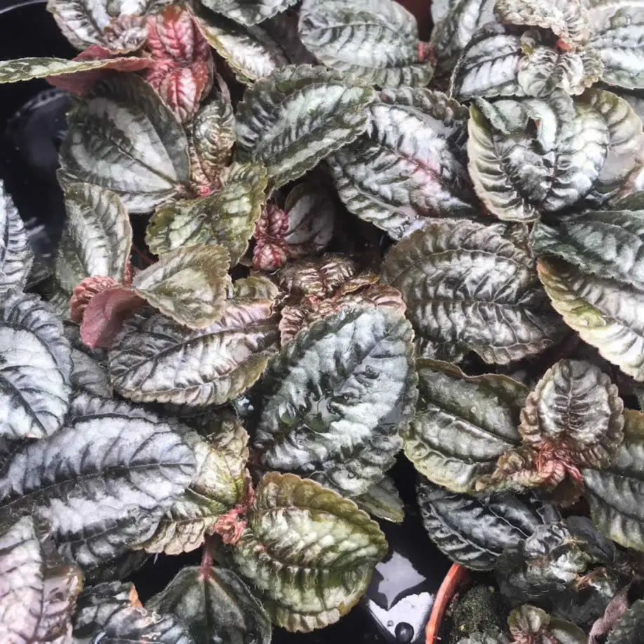 Pilea sp. - Image 3
