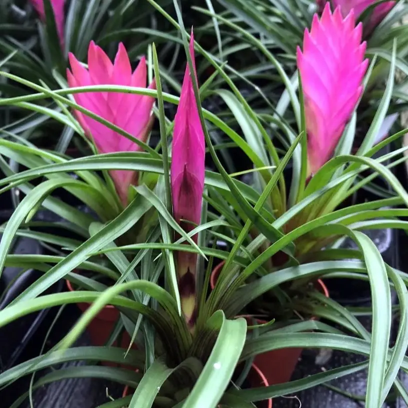 Pink Quill Bromeliad (Tillandsia cyanea) - Image 2