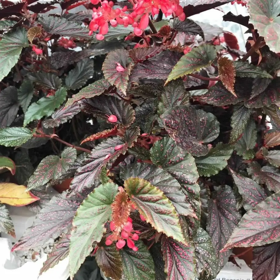 Pink Spot Begonia (Begonia sp.)