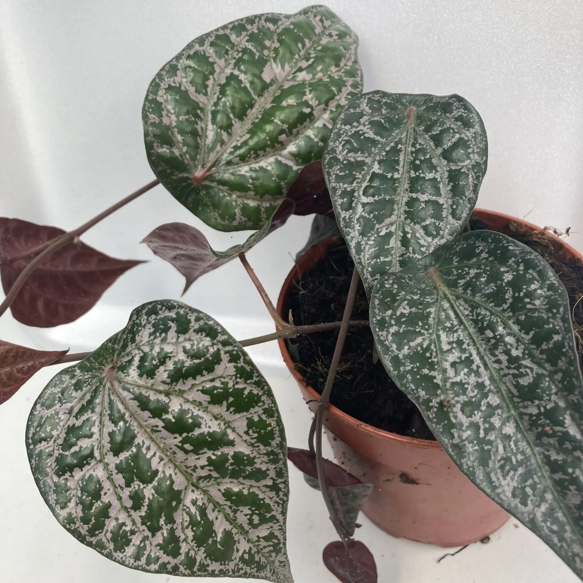 Piper Plant (Piper ornatum) 'Red'
