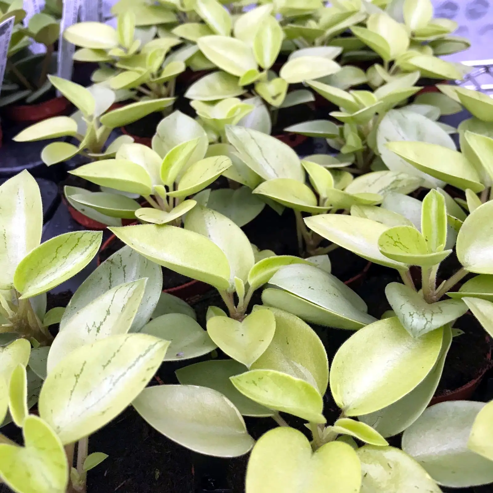 Pixie Peperomia (Peperomia 'Pixie') - Image 2