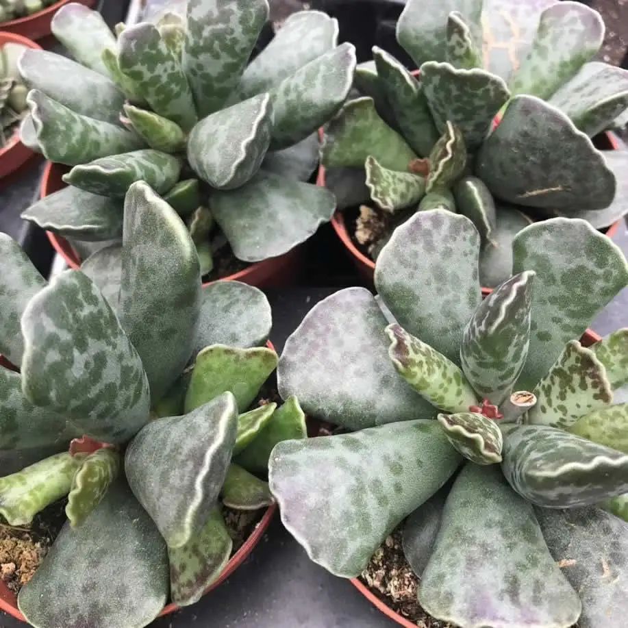 Plover Eggs Plant (Adromischus cooperi)