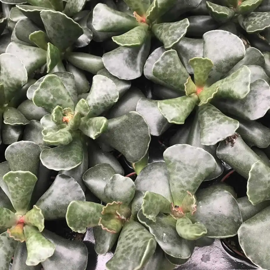 Plover Eggs Plant (Adromischus cooperi) - Image 2