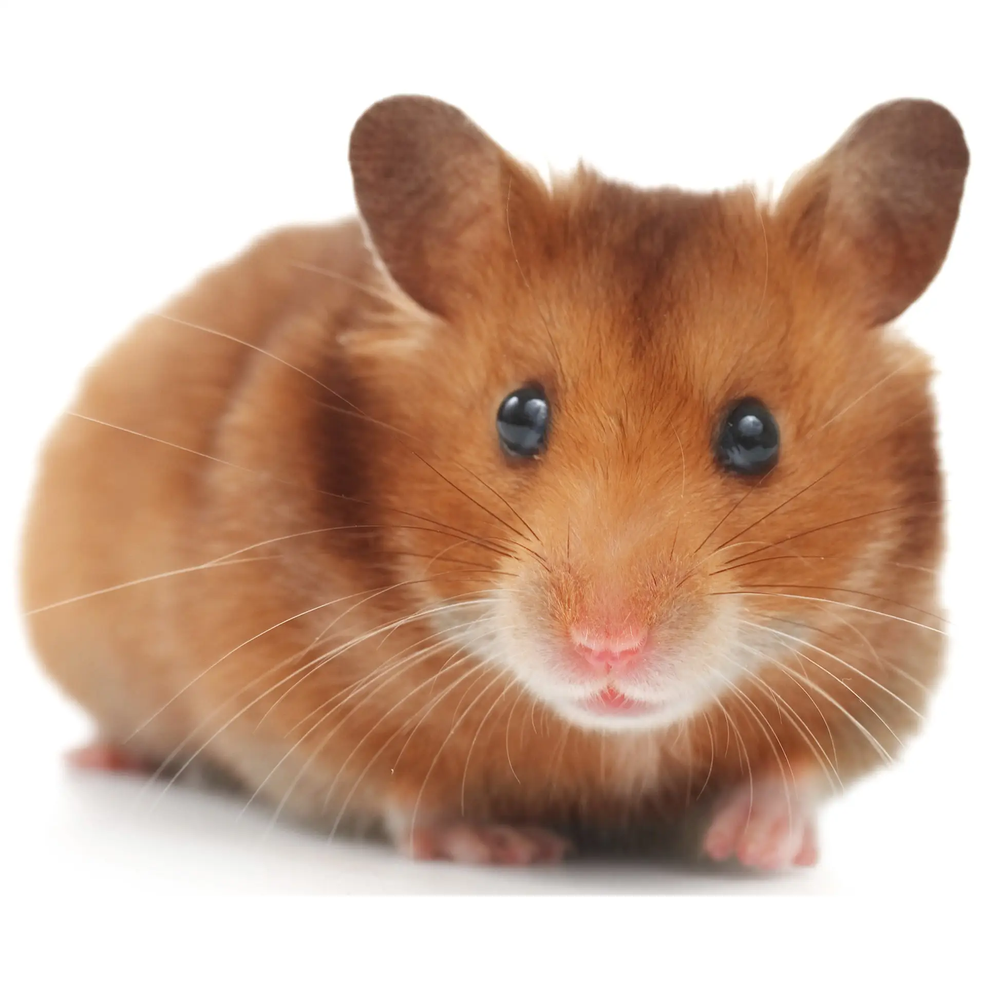 PLT Frozen Dwarf Hamsters 20g+