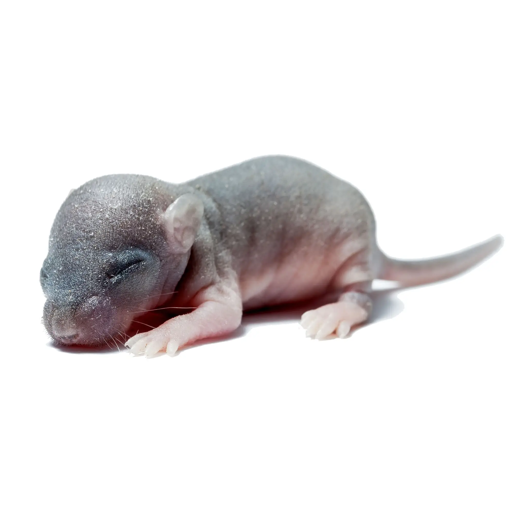 PLT Frozen Mice Fuzzies 4g+