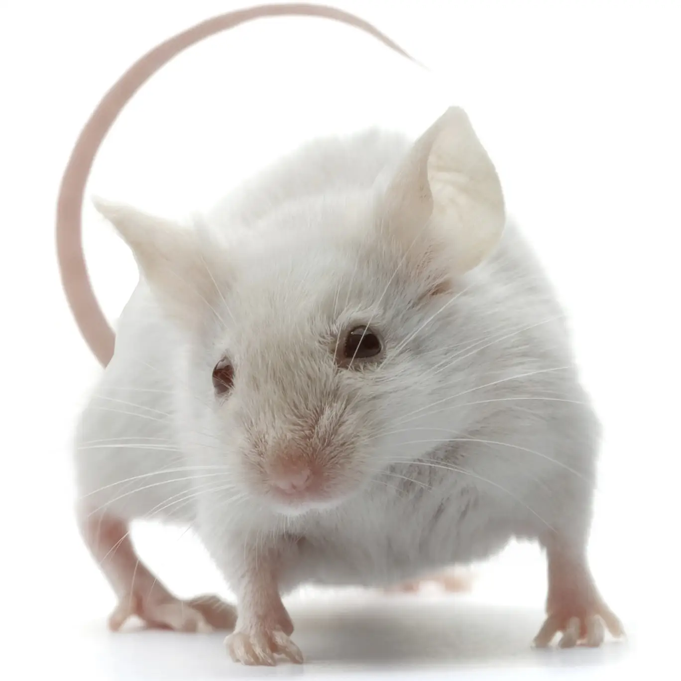 PLT Frozen Mice Large 26g+