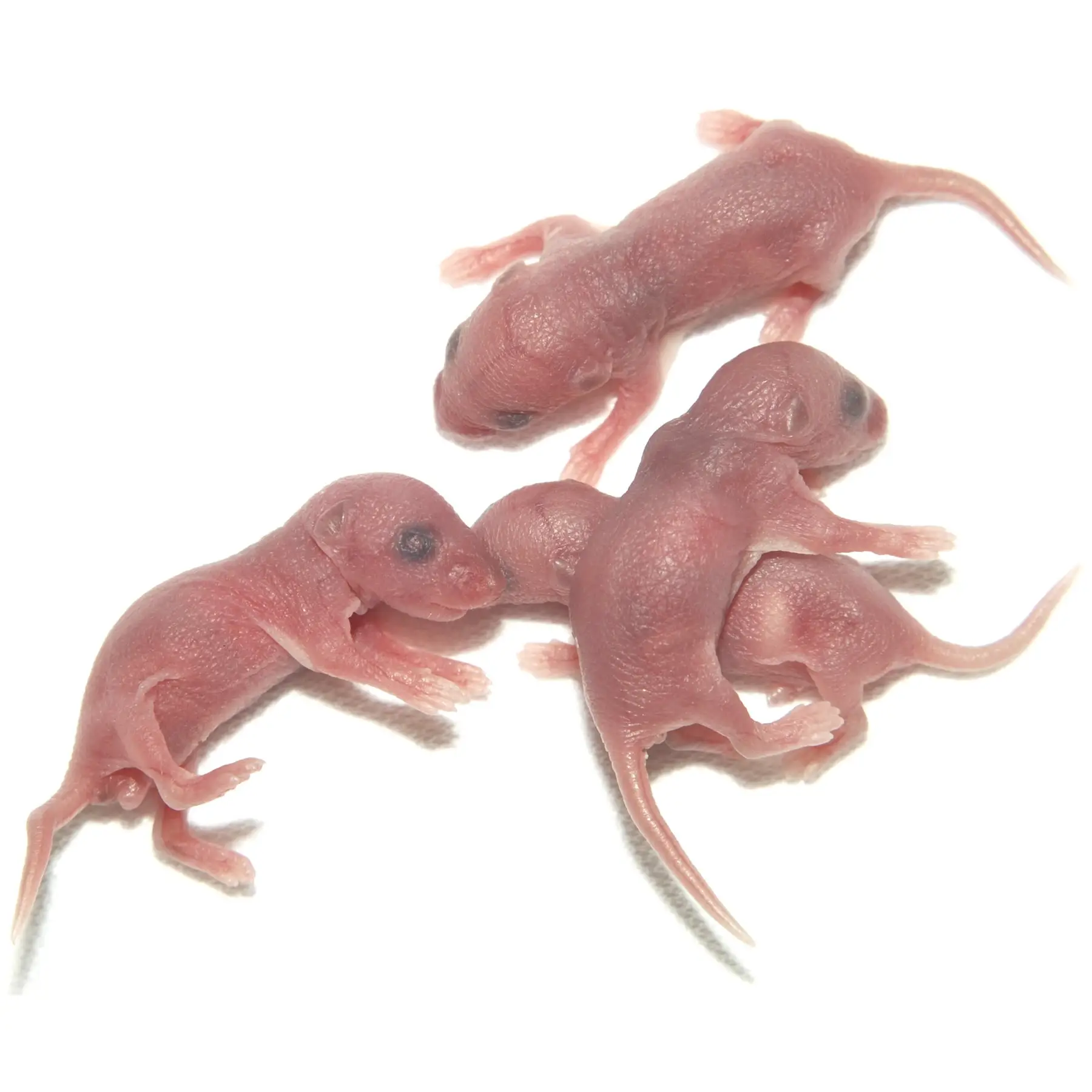 PLT Frozen Mice Large Pinkies 2g+
