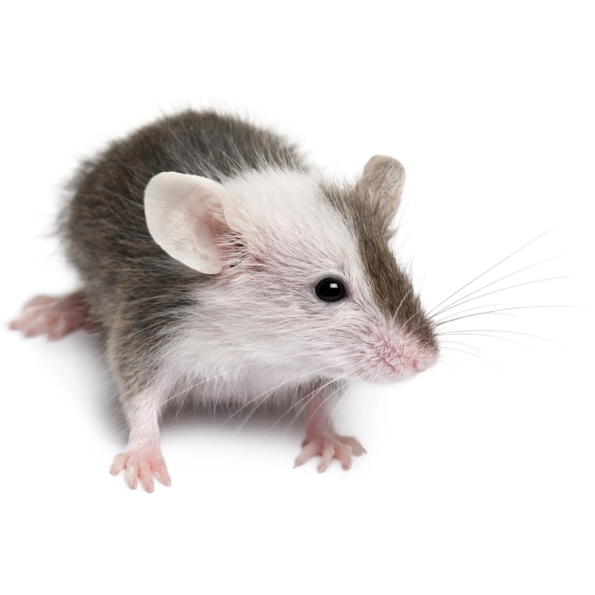 PLT Frozen Mice Small/Medium 15g+