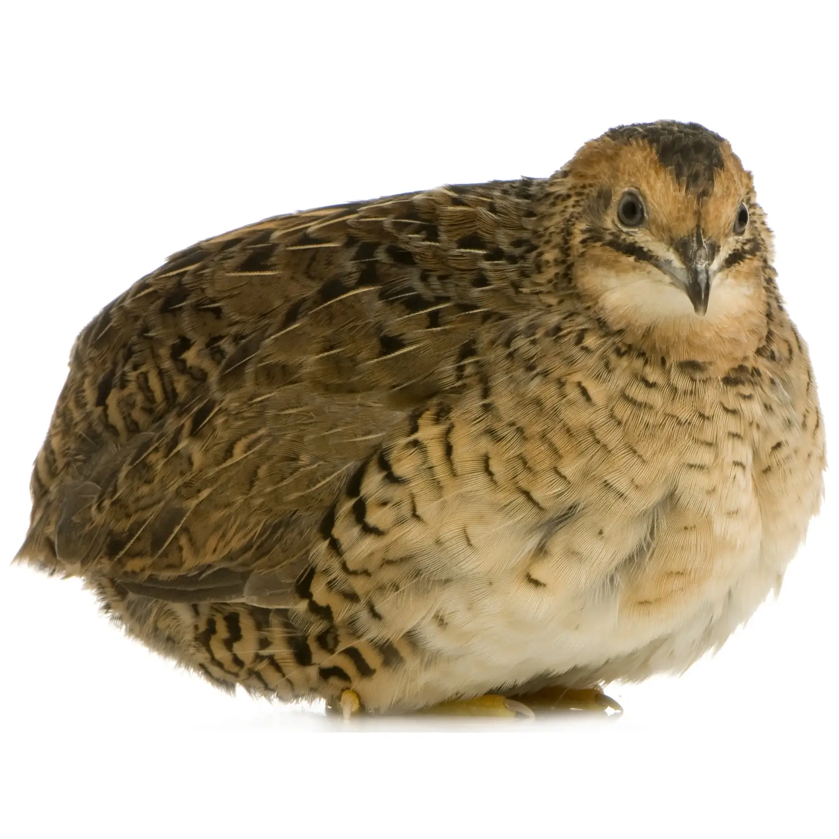 PLT Frozen Quail Large 100g+