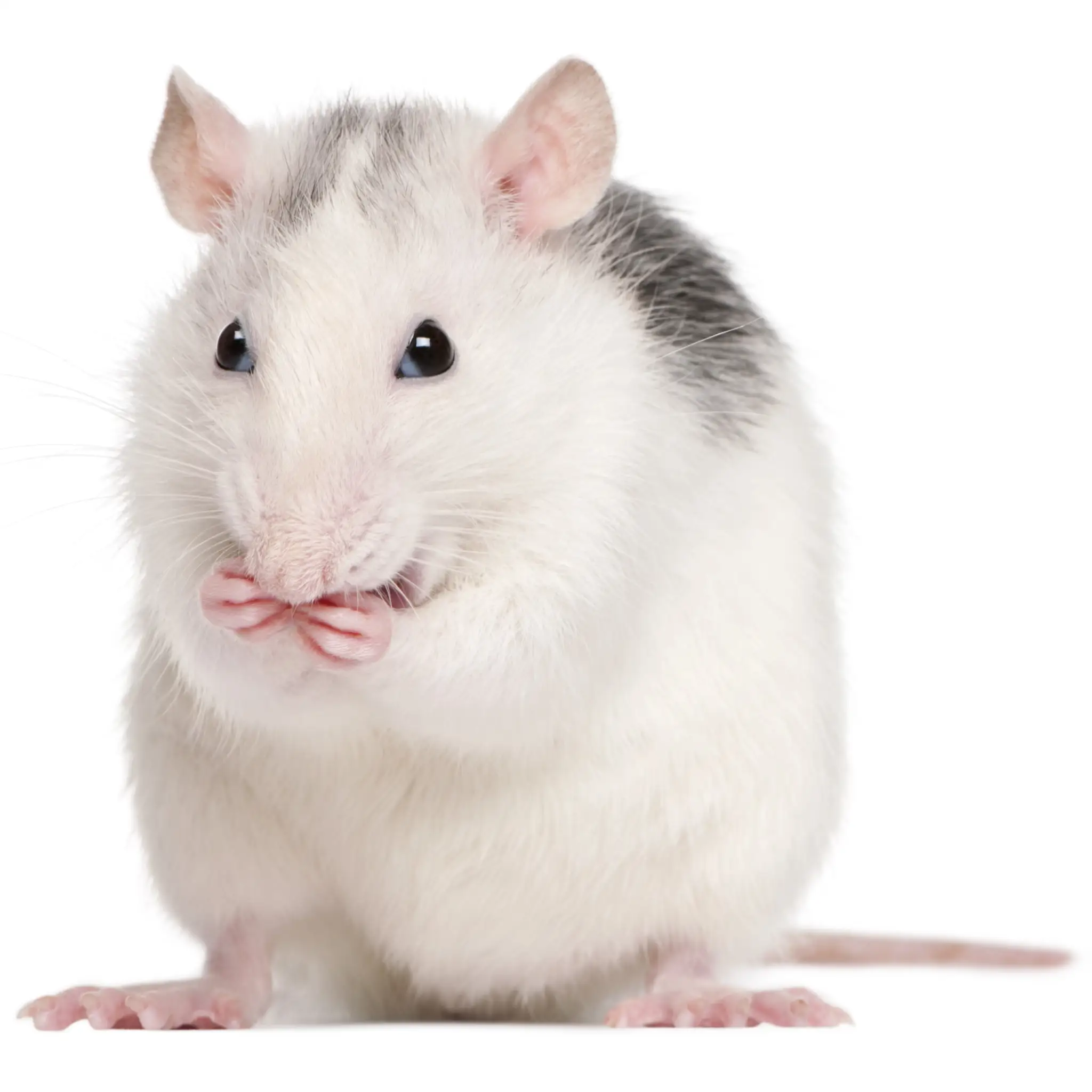 PLT Frozen Rats Ex-Breeder 450g+