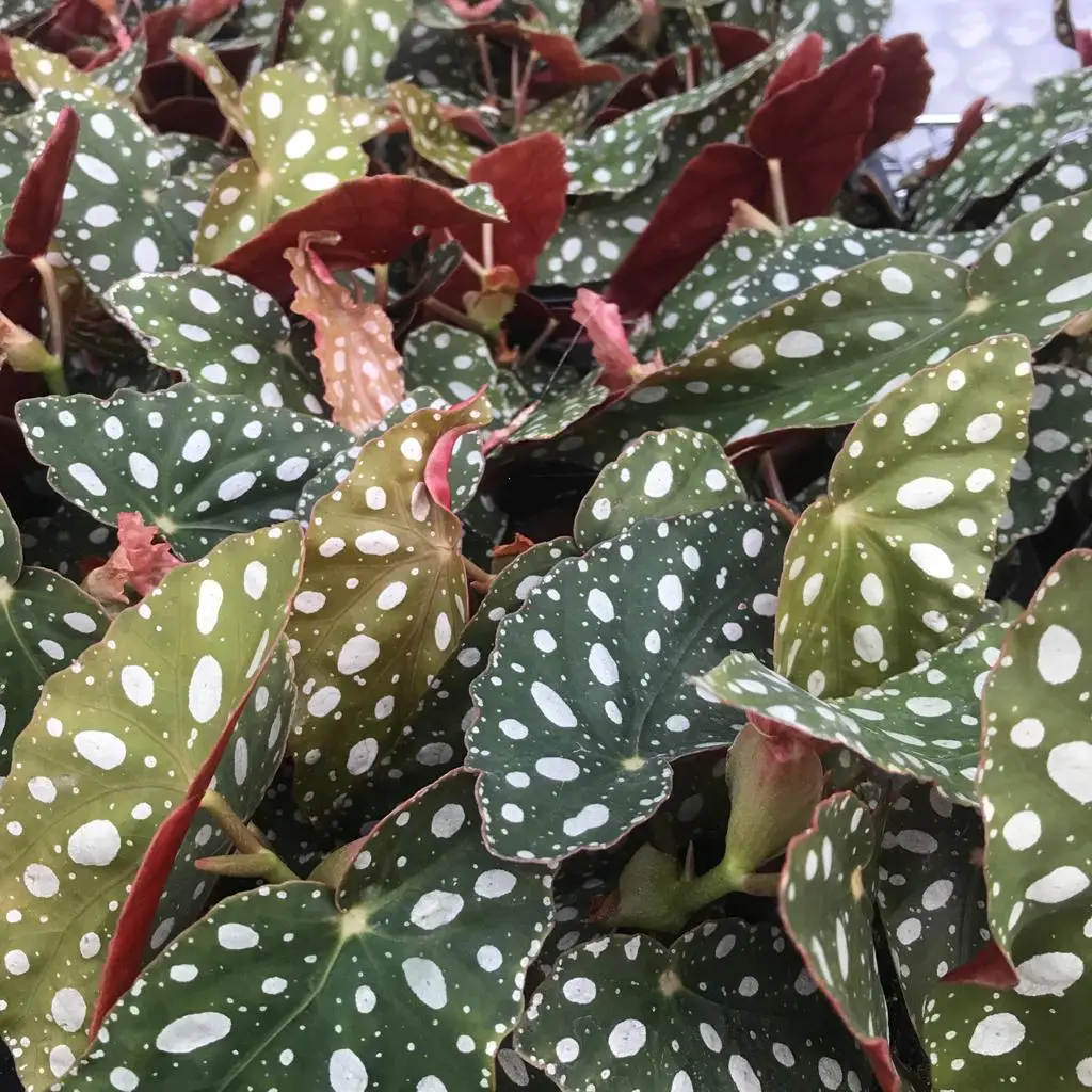 Polka Dot Begonia (Begonia maculata) - Image 2