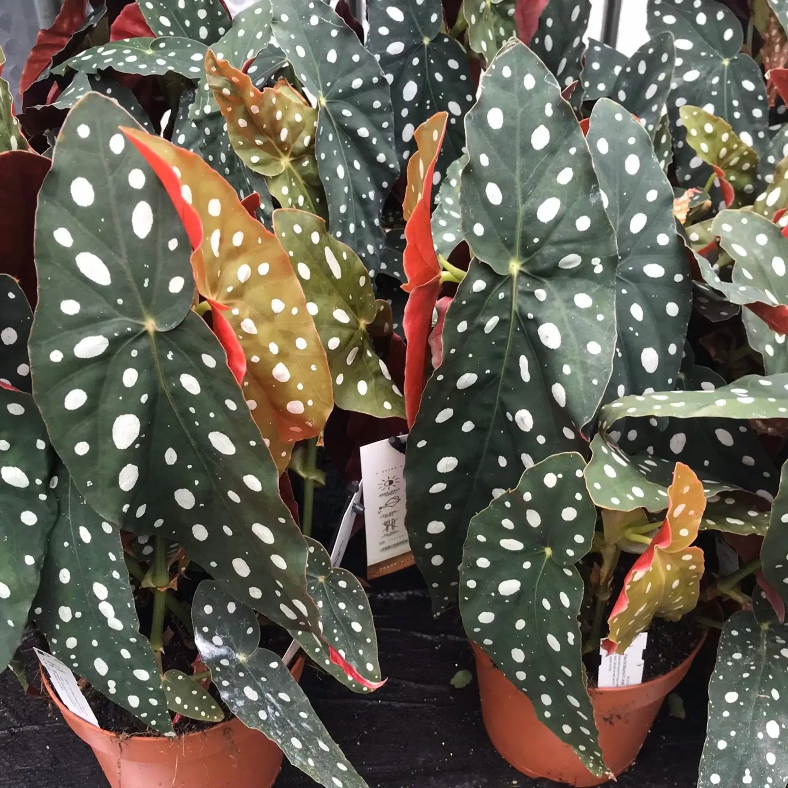 Polka Dot Begonia (Begonia maculata) - Image 3