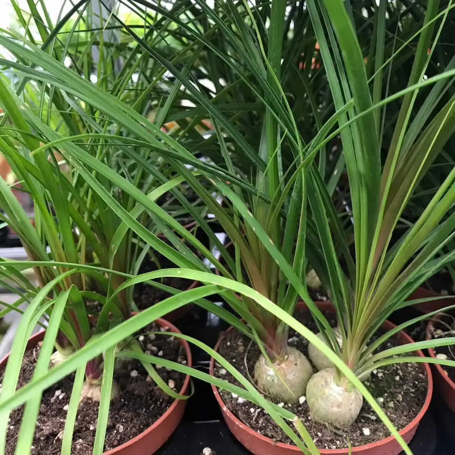 Ponytail palm (Nolina recurvata) - Image 2
