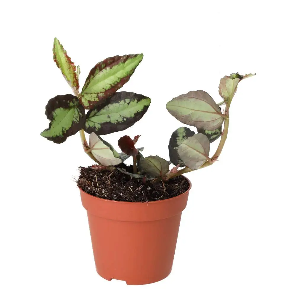 ProRep Live plant Watermelon Begonia