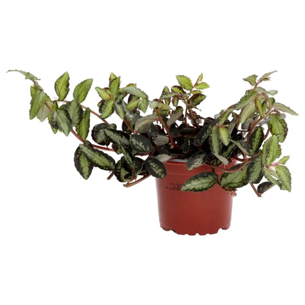 ProRep Live plant Watermelon Begonia - Image 2