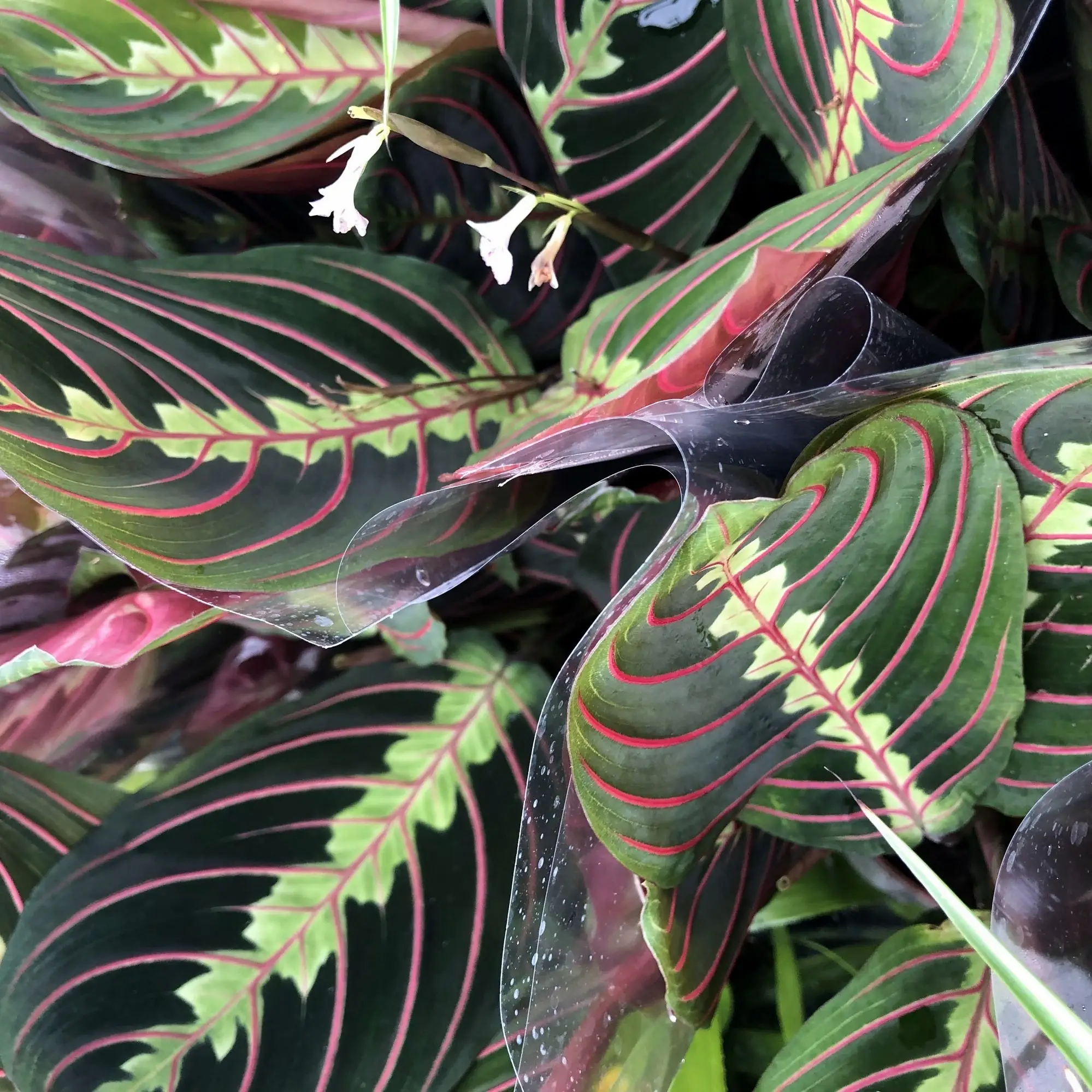 Prayer Plant (Maranta leuconeura)