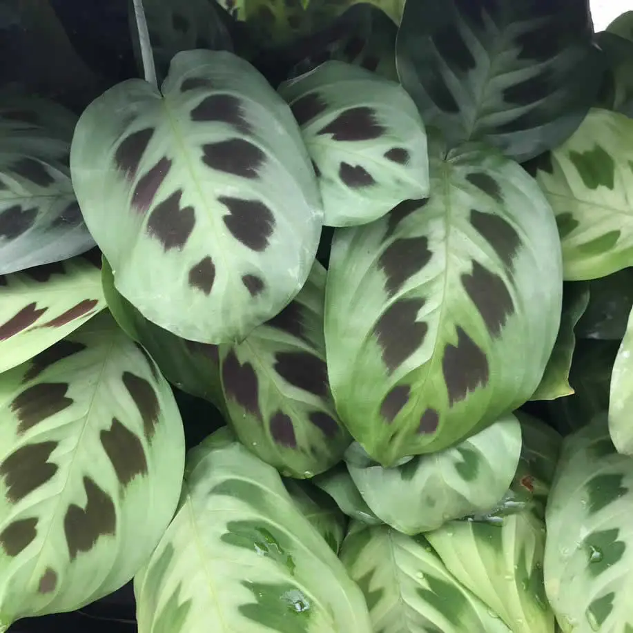 Prayer Plant (Maranta leuconeura) - Image 2