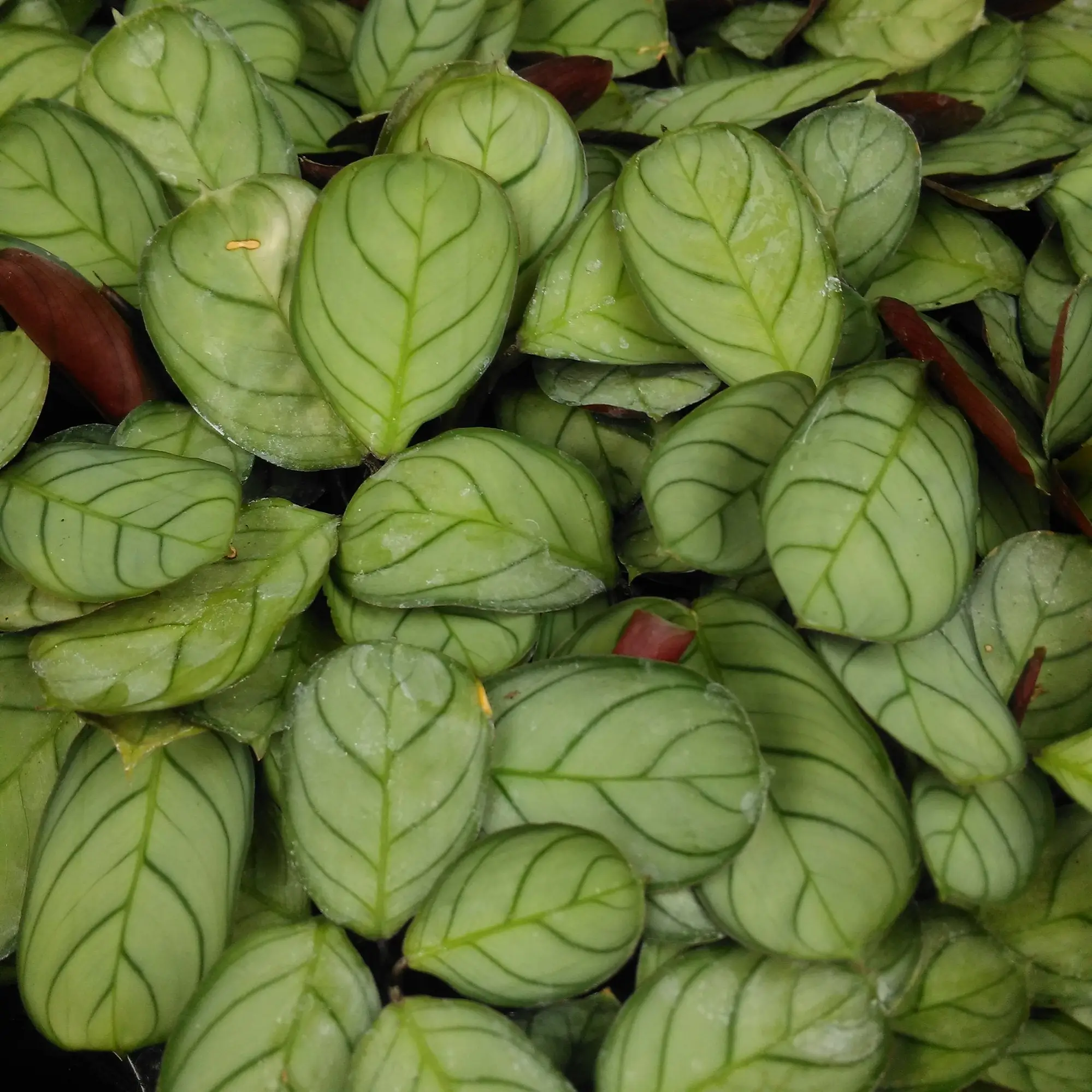 Prayer Plant (Maranta leuconeura) - Image 3