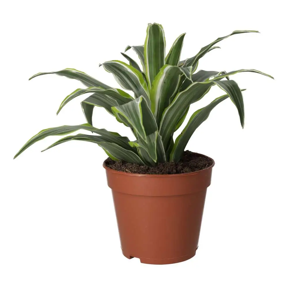 ProRep Live Plant: Dragon Plant - Image 2