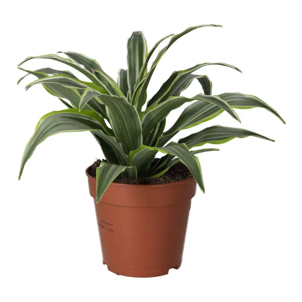 ProRep Live Plant: Dragon Plant - Image 3