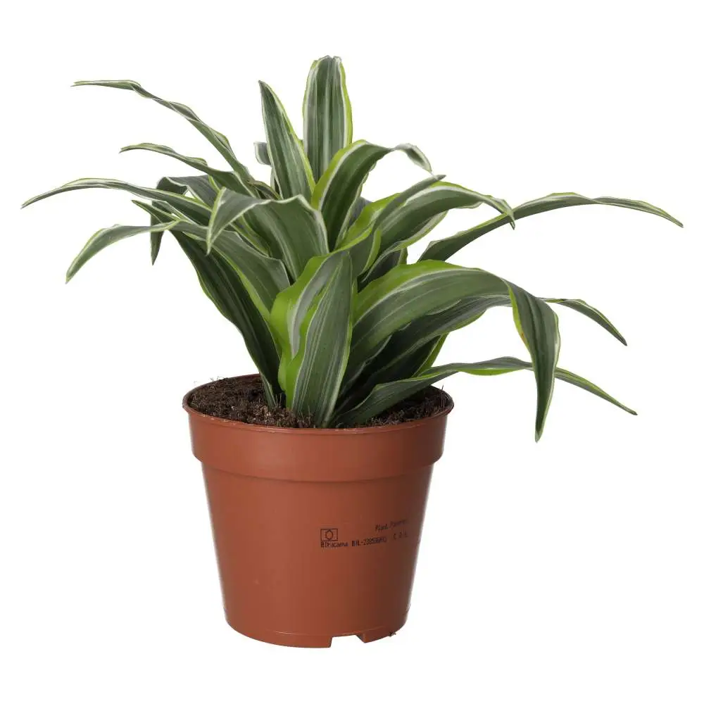 ProRep Live Plant: Dragon Plant - Image 4