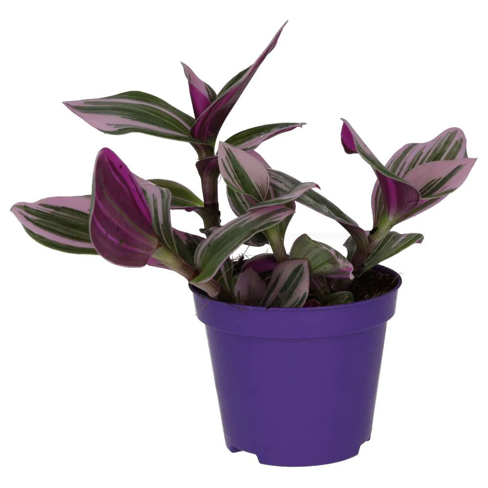 ProRep Live Plant Inch Plant 'Variegated'