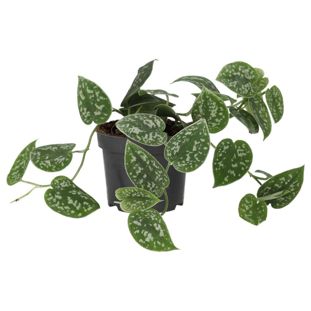 ProRep Live Plant Inch Plant 'Variegated' - Image 2