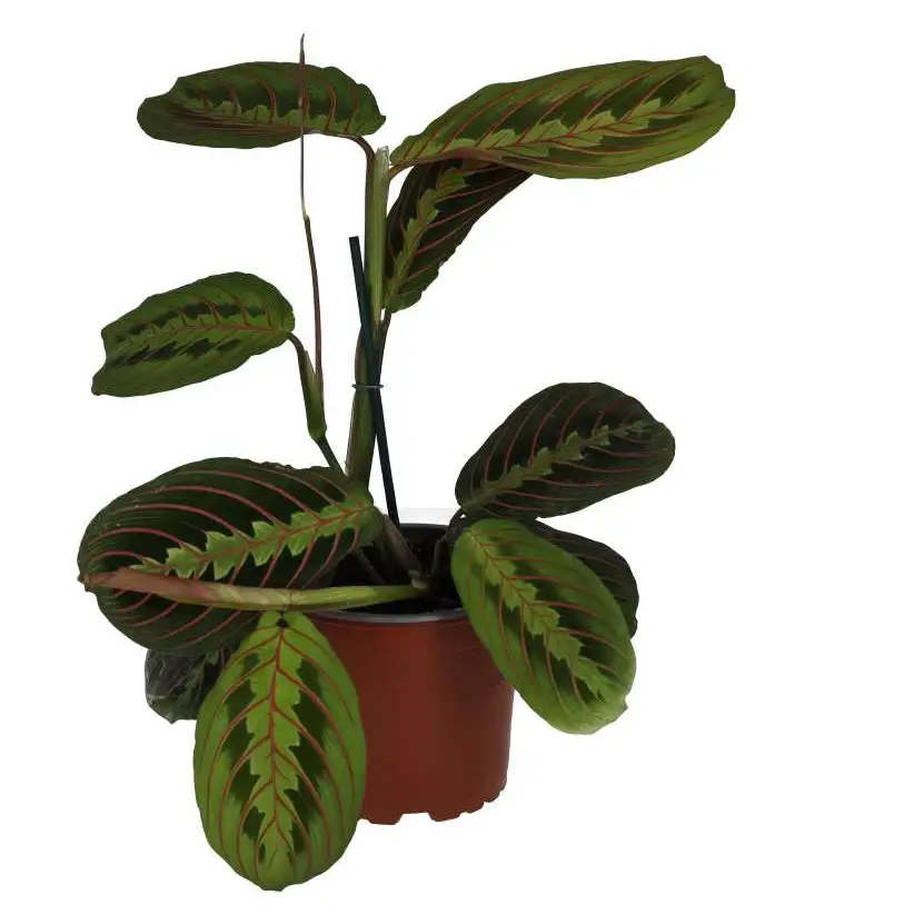 Prayer Plant 'Tricolour'