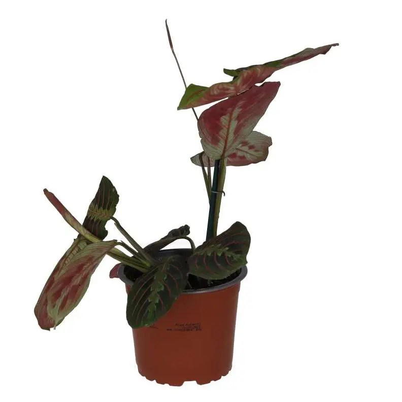 Prayer Plant 'Tricolour' - Image 2