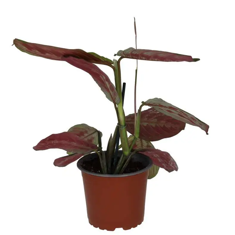 Prayer Plant 'Tricolour' - Image 3