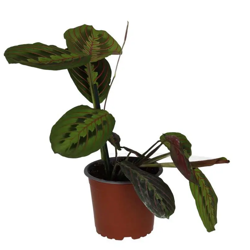 Prayer Plant 'Tricolour' - Image 4
