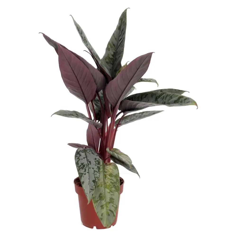 ProRep Live Plant, Red Sword Plant (Large)