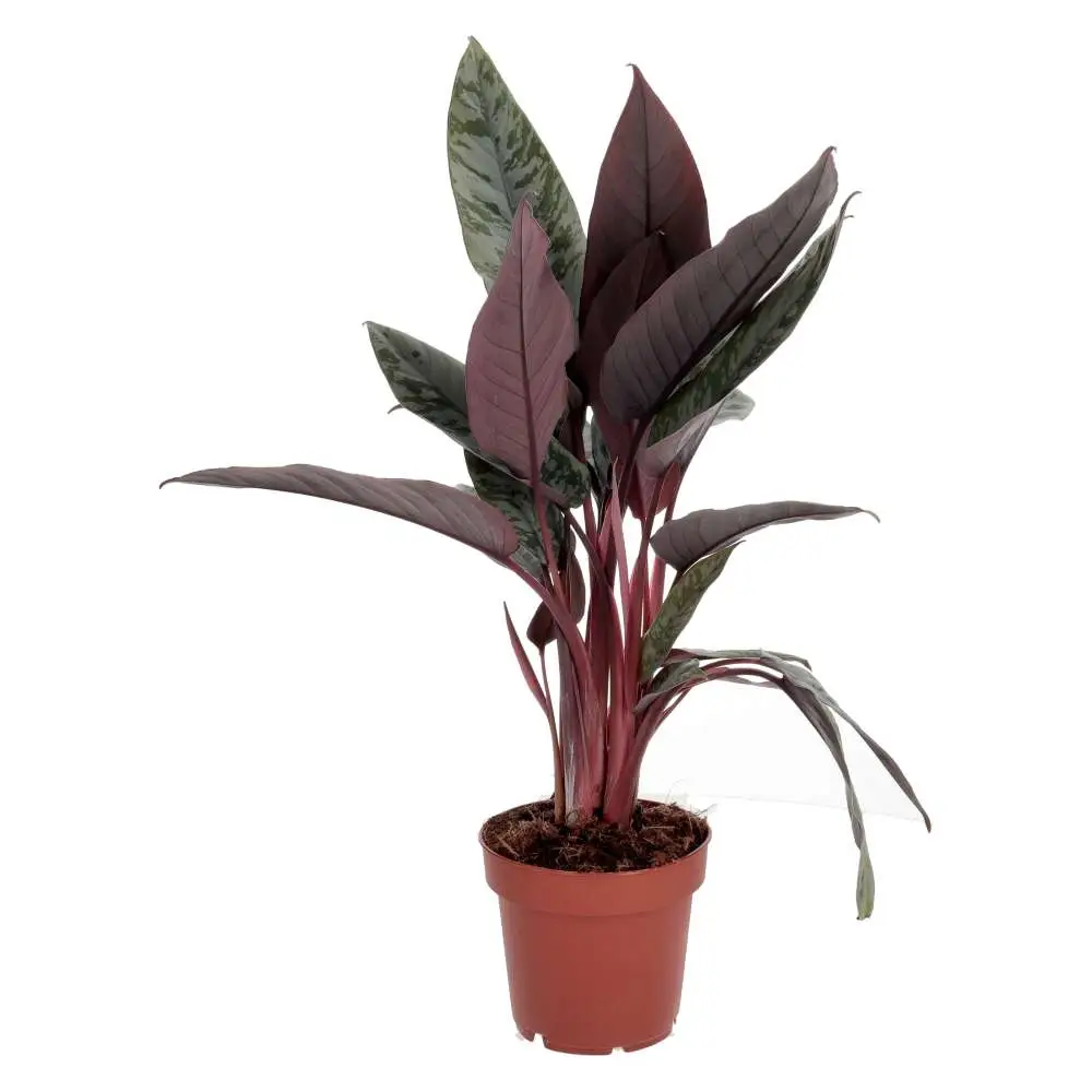 ProRep Live Plant, Red Sword Plant (Large) - Image 2