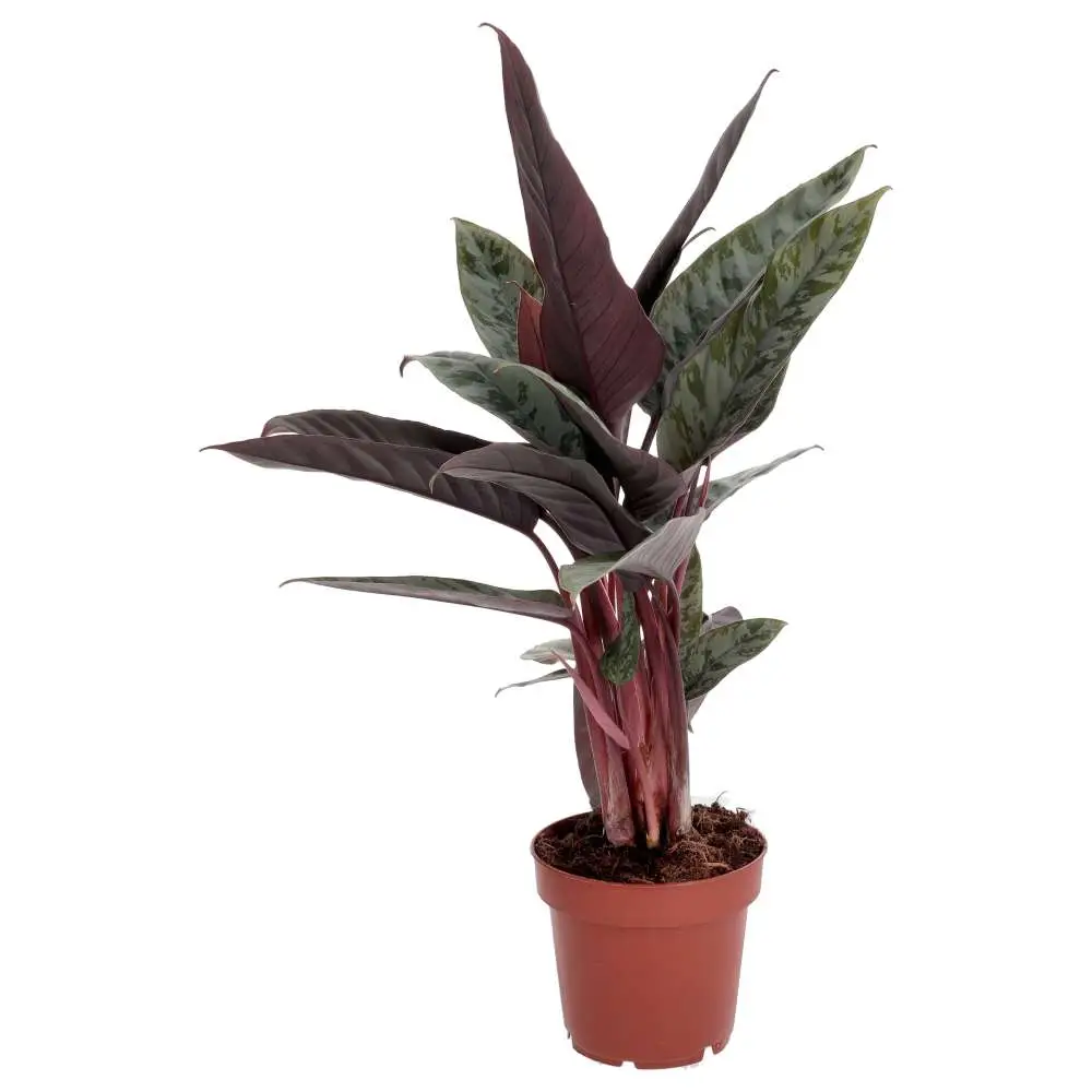 ProRep Live Plant, Red Sword Plant (Large) - Image 3