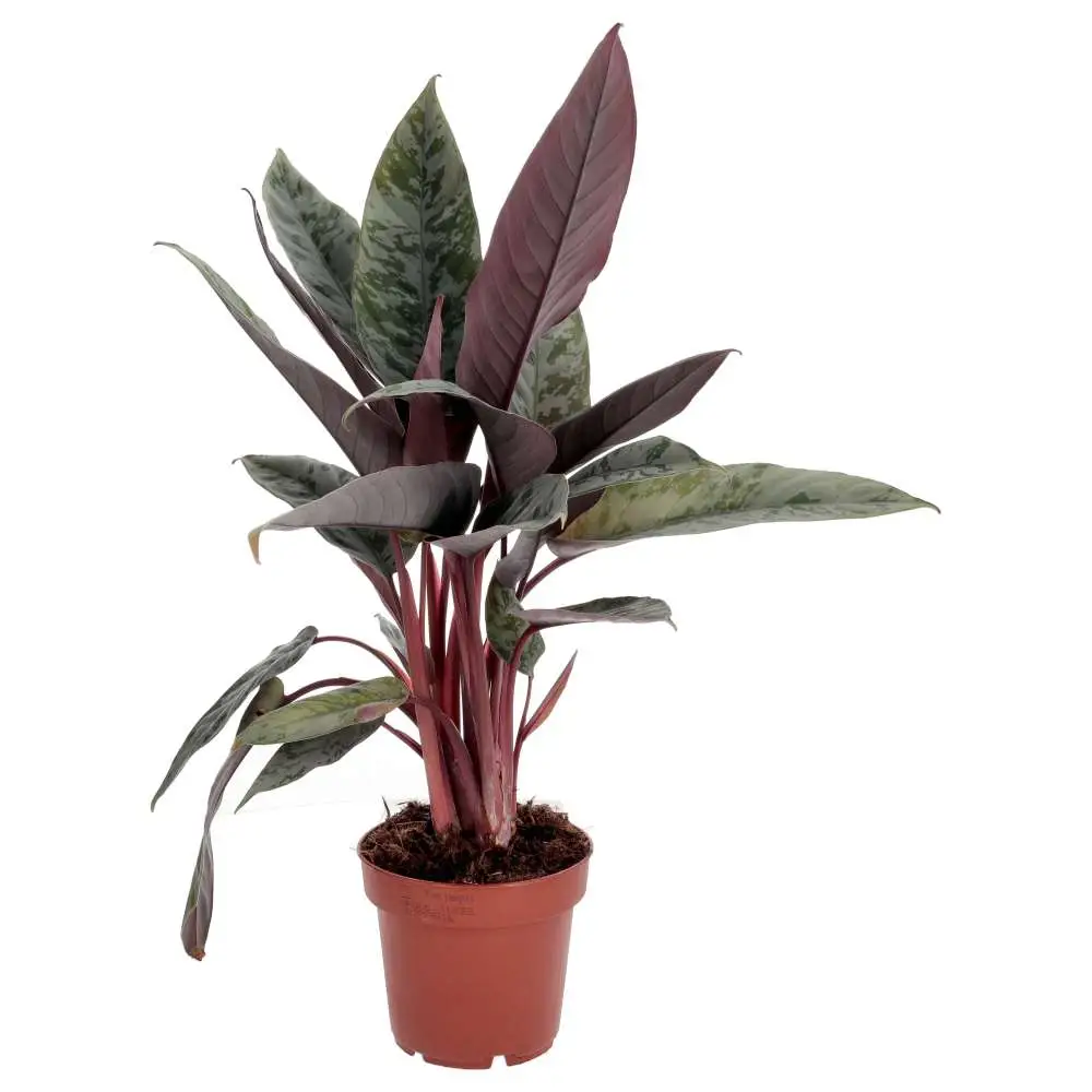 ProRep Live Plant, Red Sword Plant (Large) - Image 4