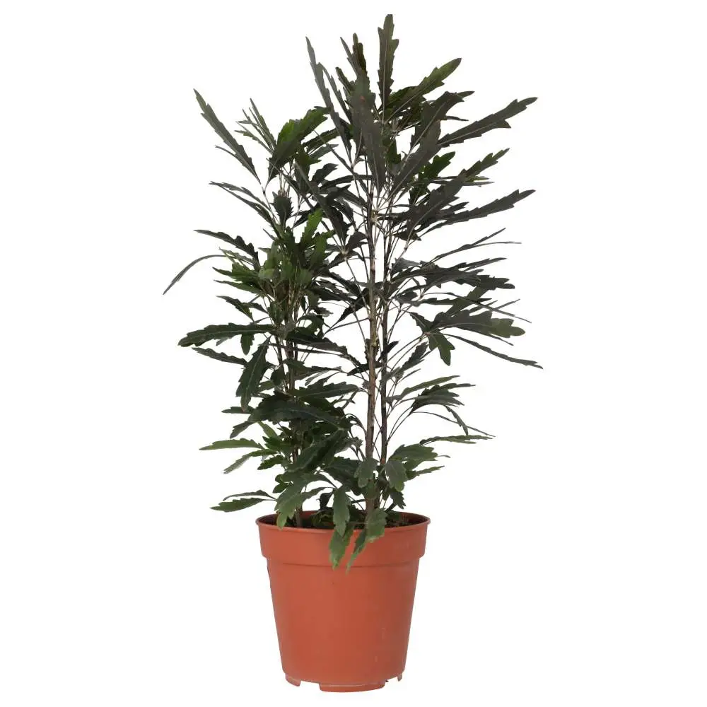 ProRep Live Plant: Umbrella Tree 'Variegated'