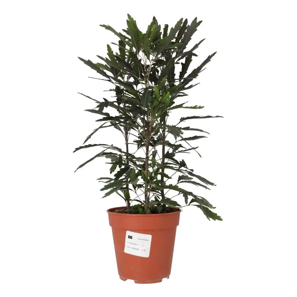 ProRep Live Plant: Umbrella Tree 'Variegated' - Image 2