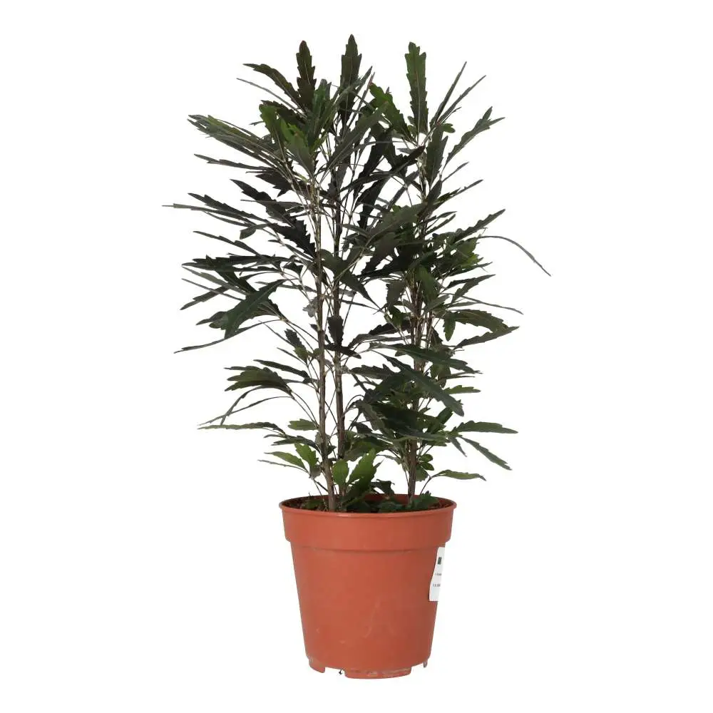 ProRep Live Plant: Umbrella Tree 'Variegated' - Image 3