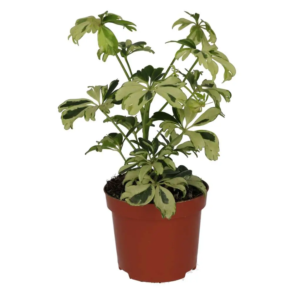 ProRep Live Plant: Umbrella Tree 'Variegated' - Image 4