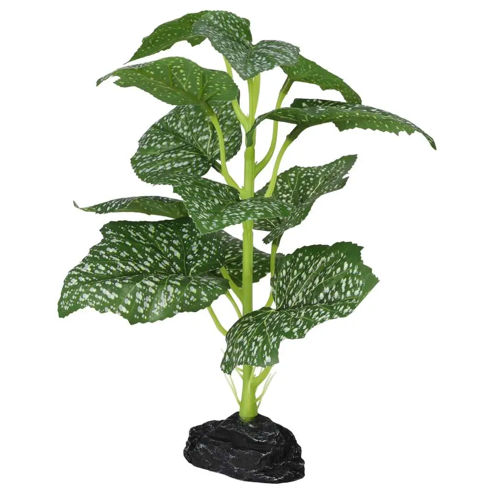 ProRep Terrestrial Begonia Polka Dot - Image 3