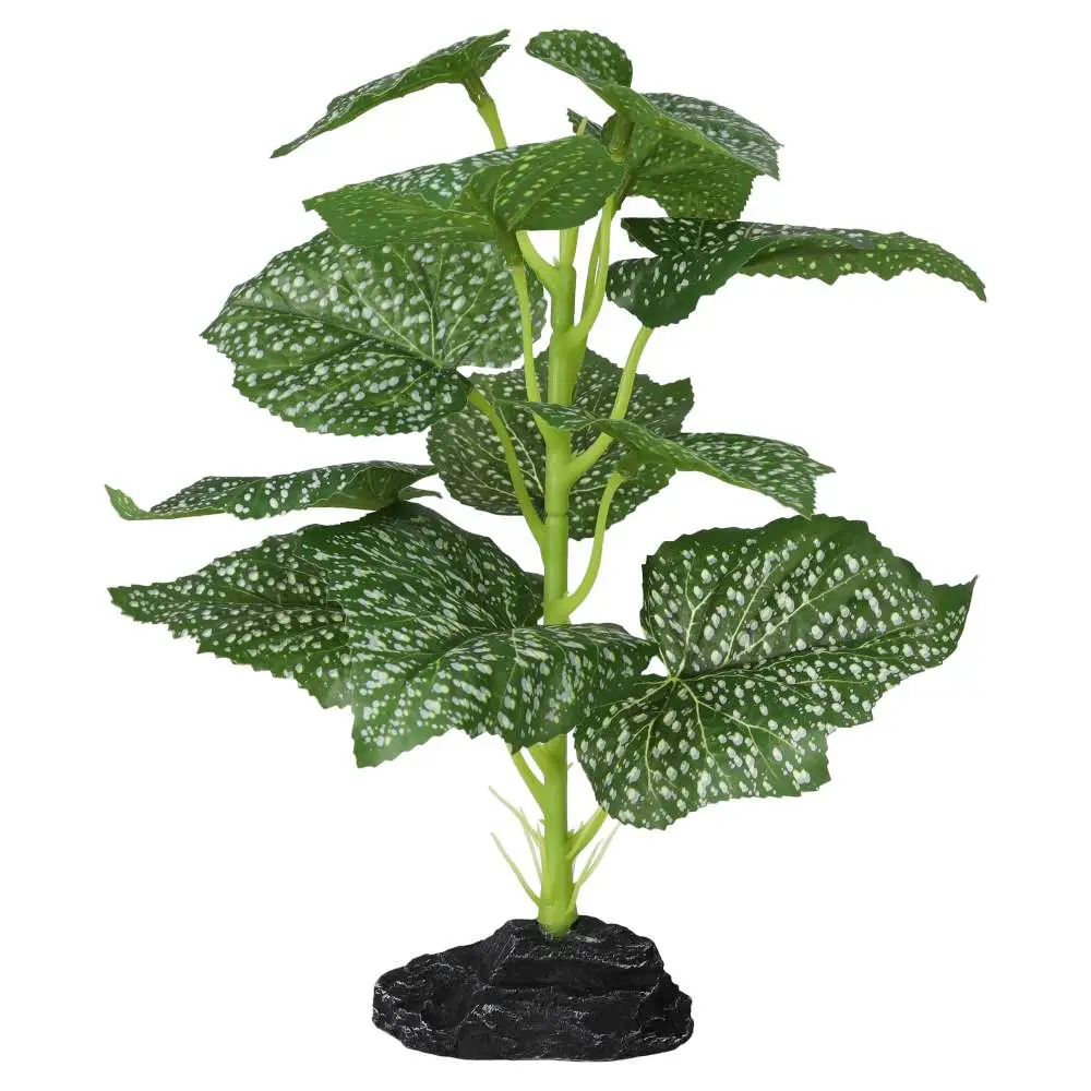 ProRep Terrestrial Begonia Polka Dot - Image 4