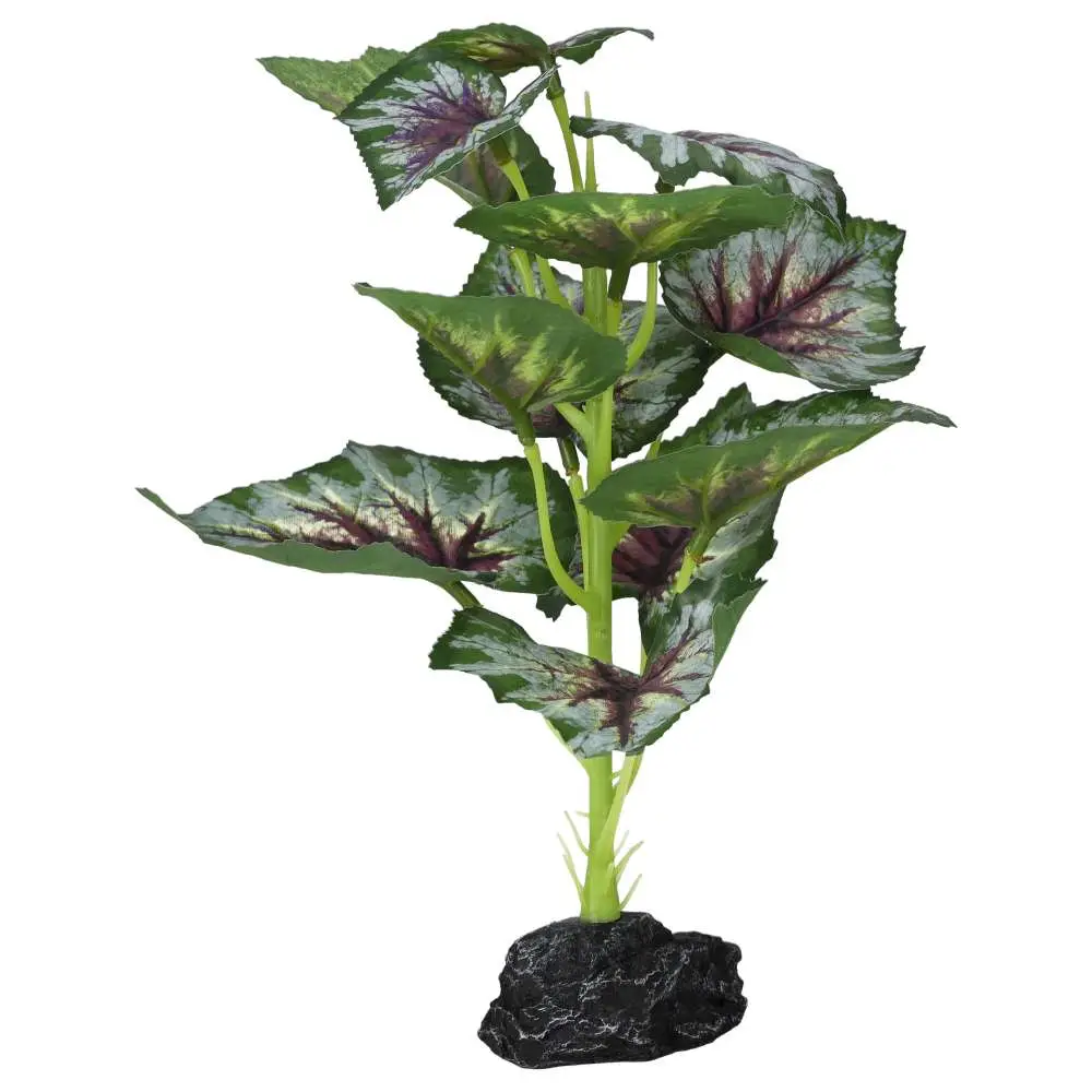 ProRep Terrestrial Begonia Silver Spirit - Image 3