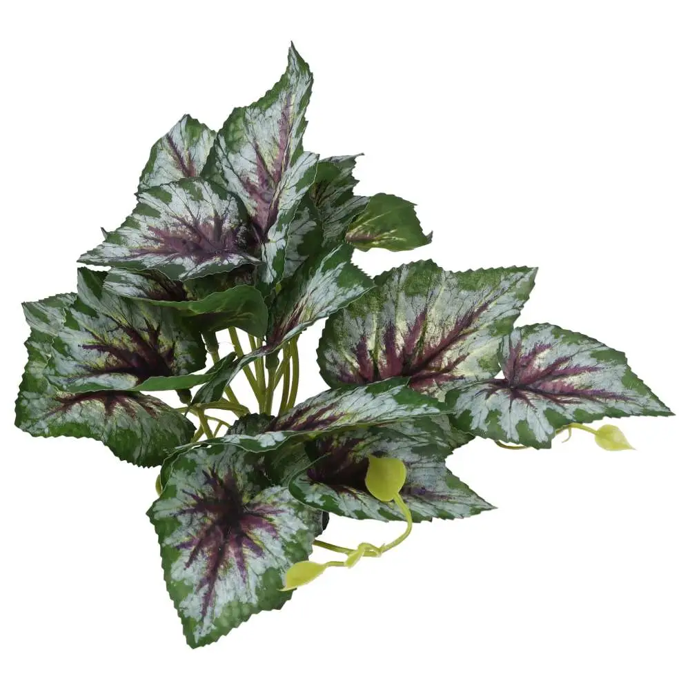 ProRep Terrestrial Begonia Silver Spirit - Image 4