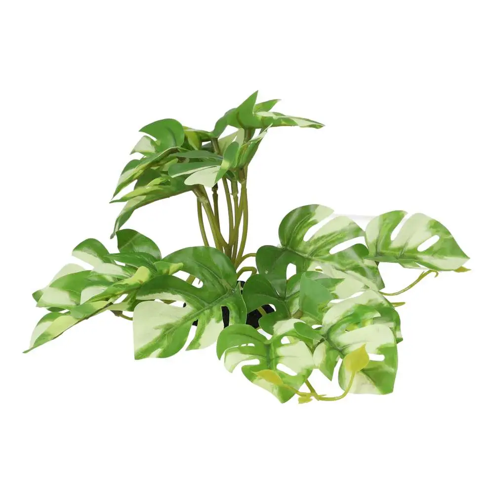 ProRep Terrestrial Gardenia Variegated 14cm - Image 3