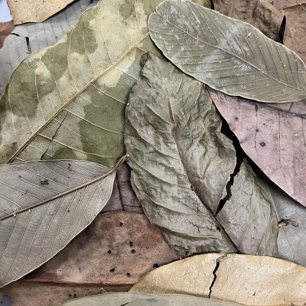 ProRep Bio Life Leaf Litter Jungle - Image 2