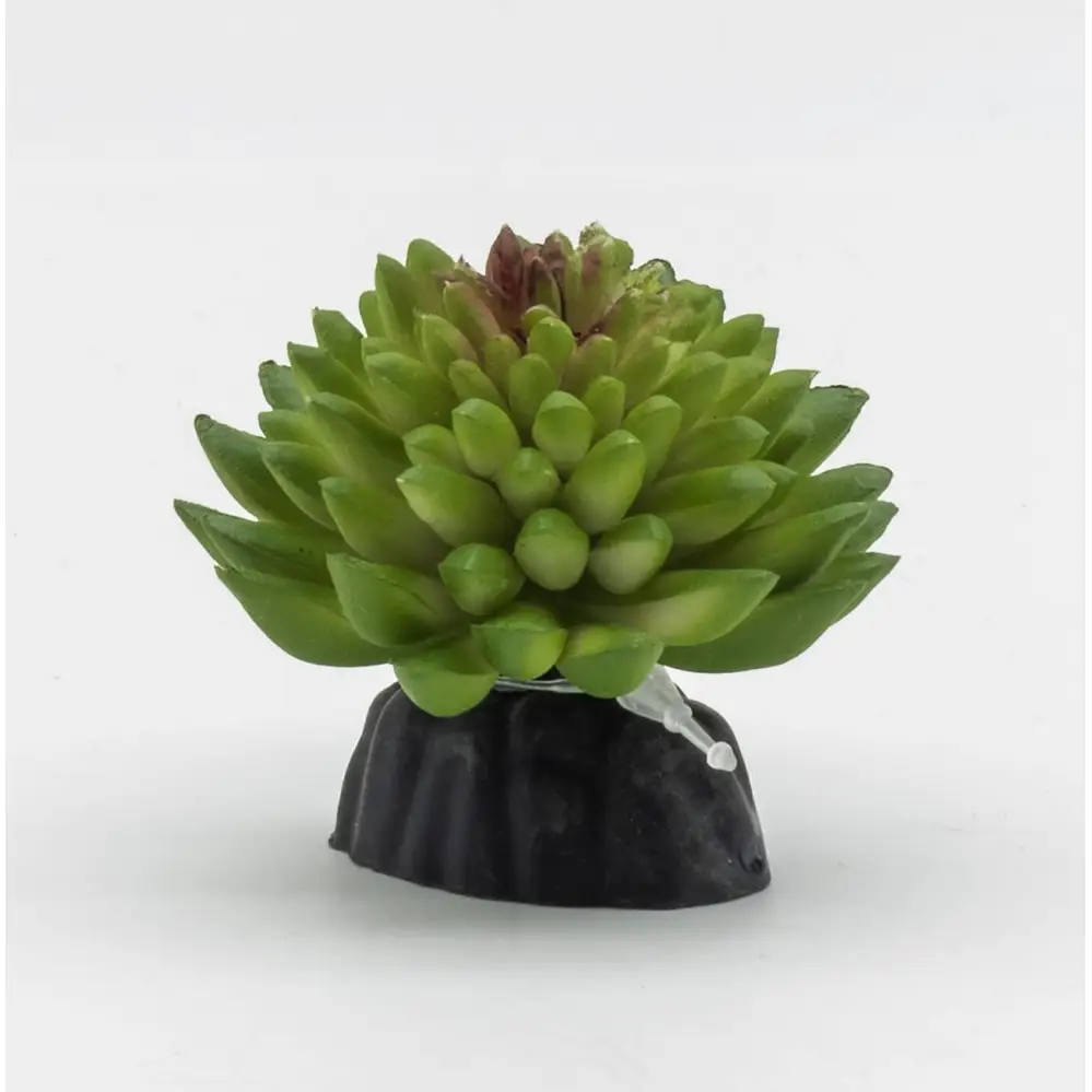 ProRep Artificial E Vanvlietii Plant - Image 2